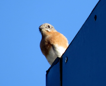 [This bluebird facing toward the camera is on a rooftop looking down. The head is greyish blue, but the tail is not visible. The upper belly is a bright rust red which is why I think it is a male. The lower belly is white and the feet are not visible.]